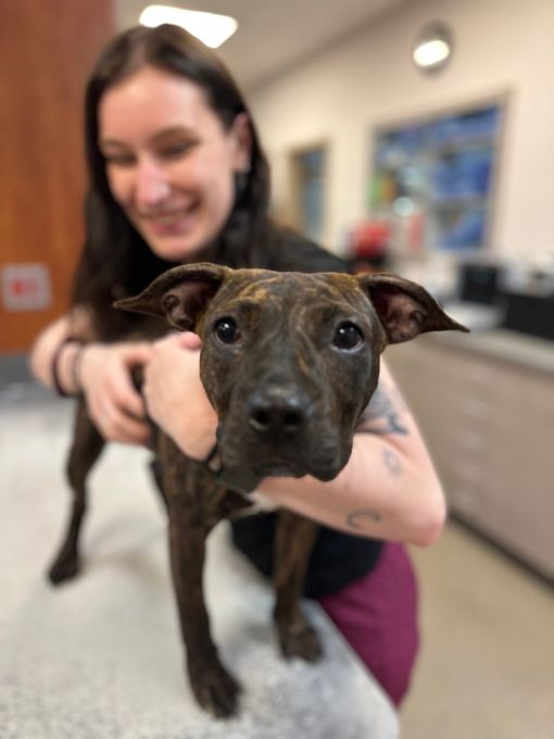 A woman gently holds a dog in a vet office, providing care and comfort to the furry patient.