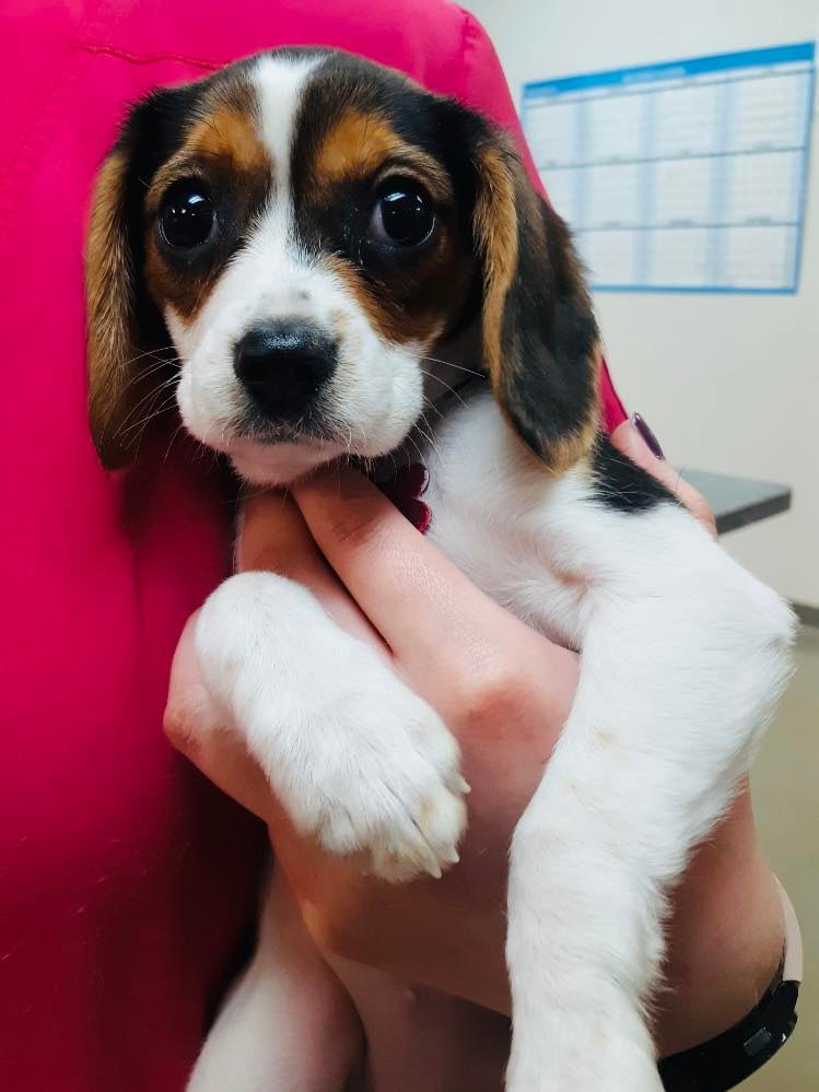 a person gently cradles a small beagle puppy in their arms