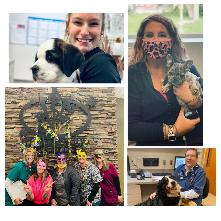 veterinary team collage