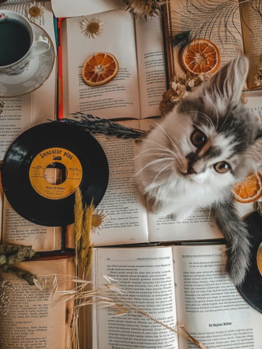 cat sitting on a table amidst books