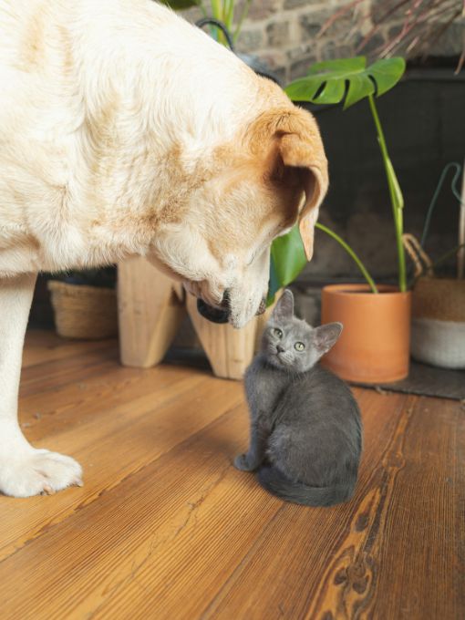 dog and a cat sitting together