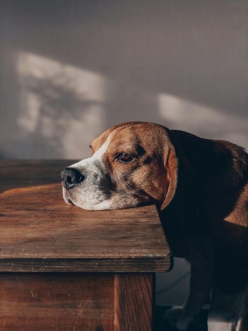 dog peacefully resting on a table