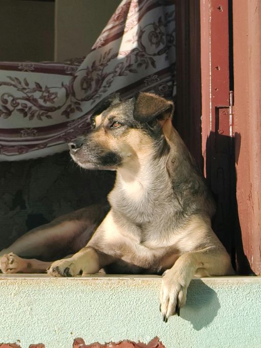 dog sitting on a ledge