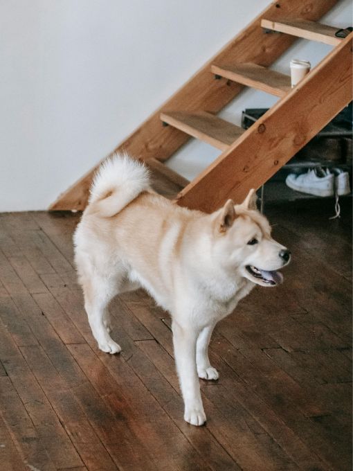 dog standing in a room