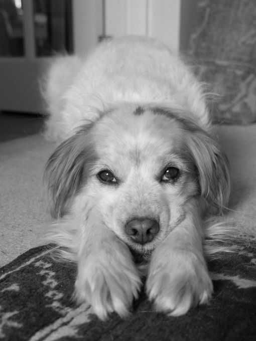 a dog lying on the floor