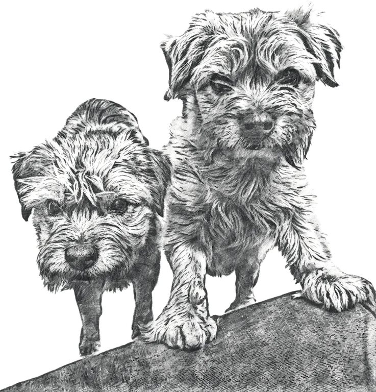 A detailed black and white sketch of two adorable puppies standing together. One puppy is leaning forward, its head slightly lowered with a curious expression, while the other stands more upright, gazing directly ahead. Their fur is depicted with intricate line work, capturing the texture and fluffiness. The background is transparent, making the focus solely on the puppies.