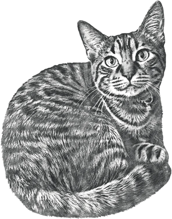 A detailed black and white sketch of a tabby cat curled up comfortably. The cat's fur is intricately drawn, capturing the texture and pattern of its stripes. Its eyes are wide open, giving it a calm and attentive expression. The background is transparent, focusing entirely on the cat.